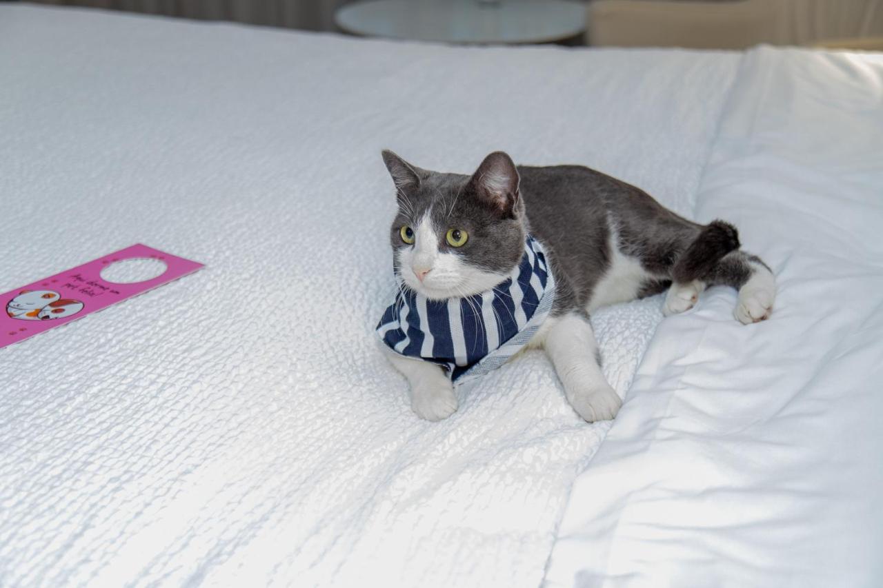 Radisson Rio De Janeiro Barra Hotel Luaran gambar A cat wearing a buster collar